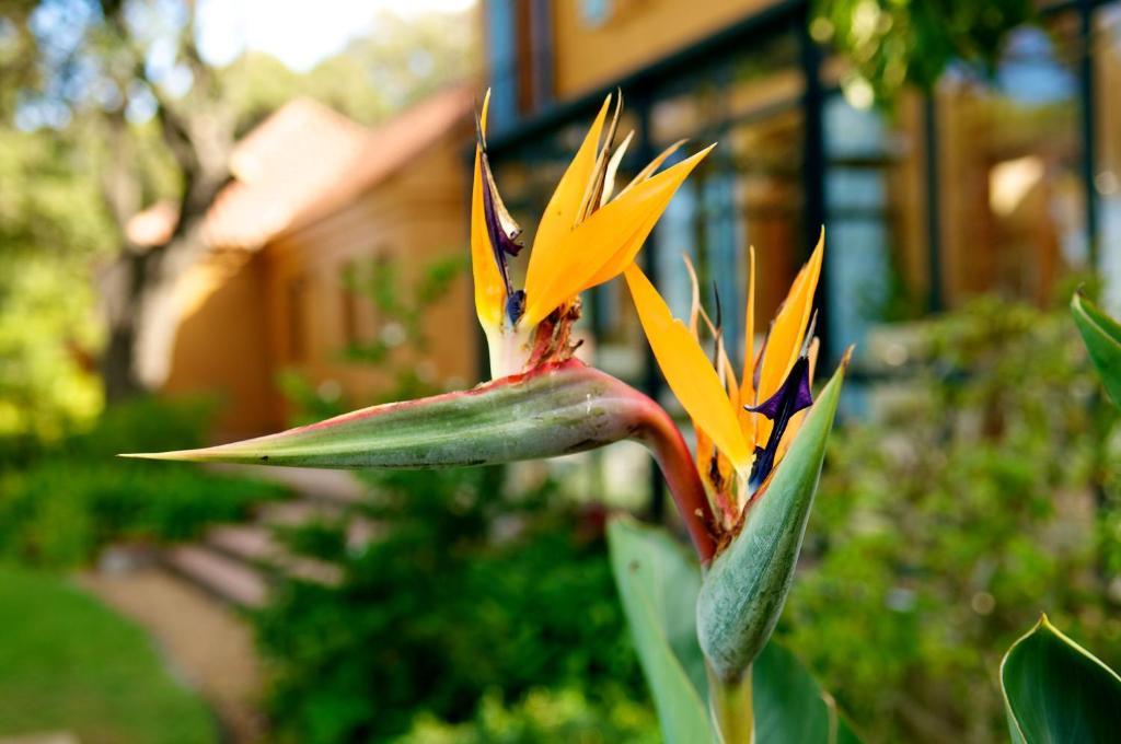 Cap Serein Guest House Cape Town Bagian luar foto