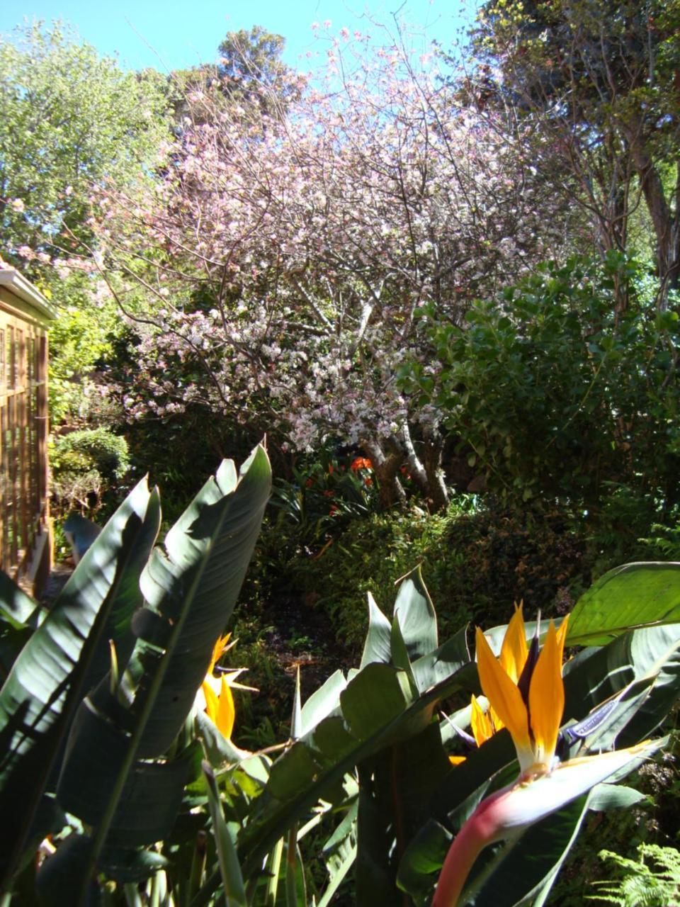 Cap Serein Guest House Cape Town Bagian luar foto